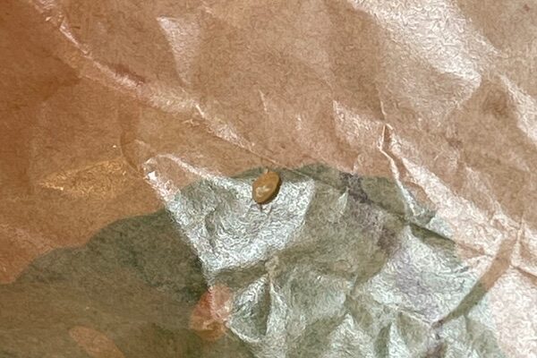 本当に、したいことなの？