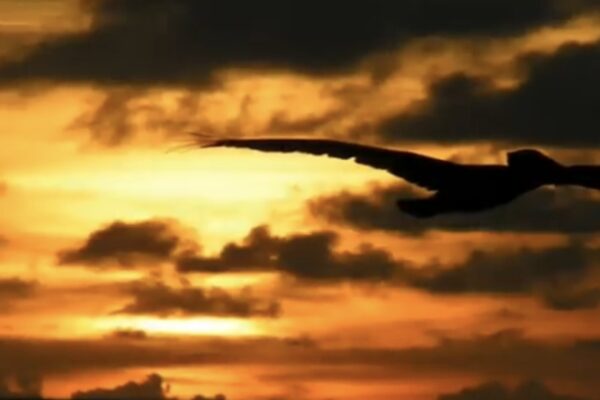 あのひと（父）とわたし（子供）の想い