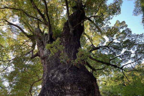 その翼、真夜中に清めて／翼の歌