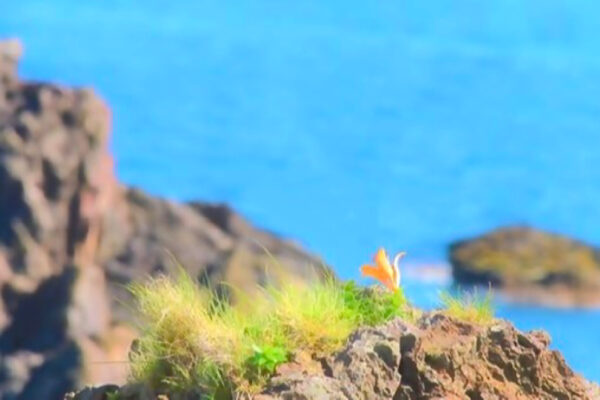 わたしの知ってたあなた