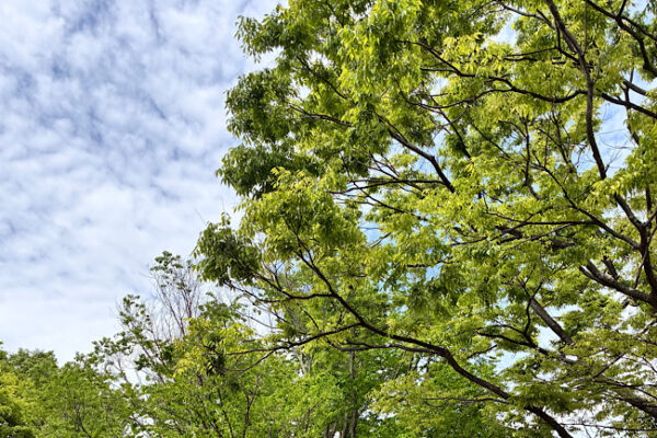 【3月15日、シンボルの変更】